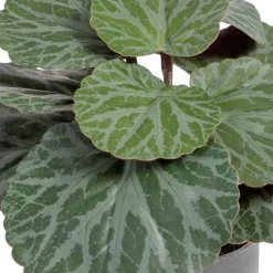 Banak Plantas Decorativas Artificiales*Lampe