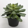 Banak Plantas Decorativas Artificiales*Mato