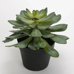 Banak Plantas Decorativas Artificiales*Mato