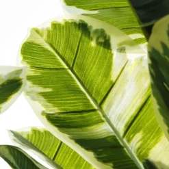 Banak Plantas Decorativas Artificiales*Pell