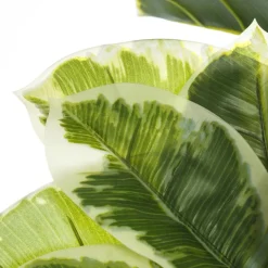 Banak Plantas Decorativas Artificiales*Villa