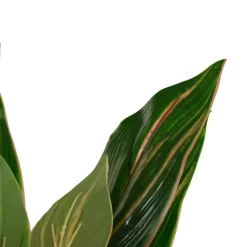 Banak Plantas Decorativas Artificiales*Wakas